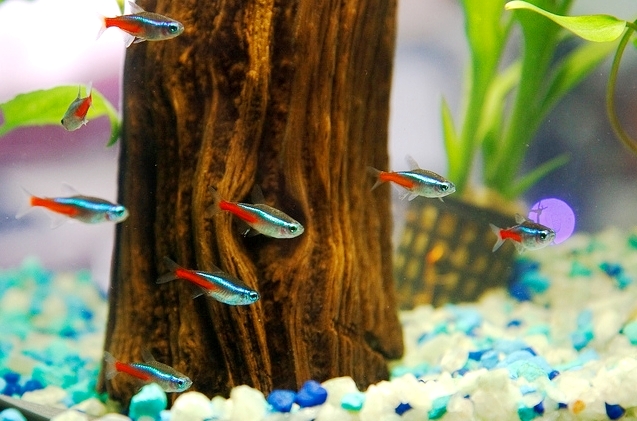 FridayNeon-Tetra-Fish-190411-06.jpg