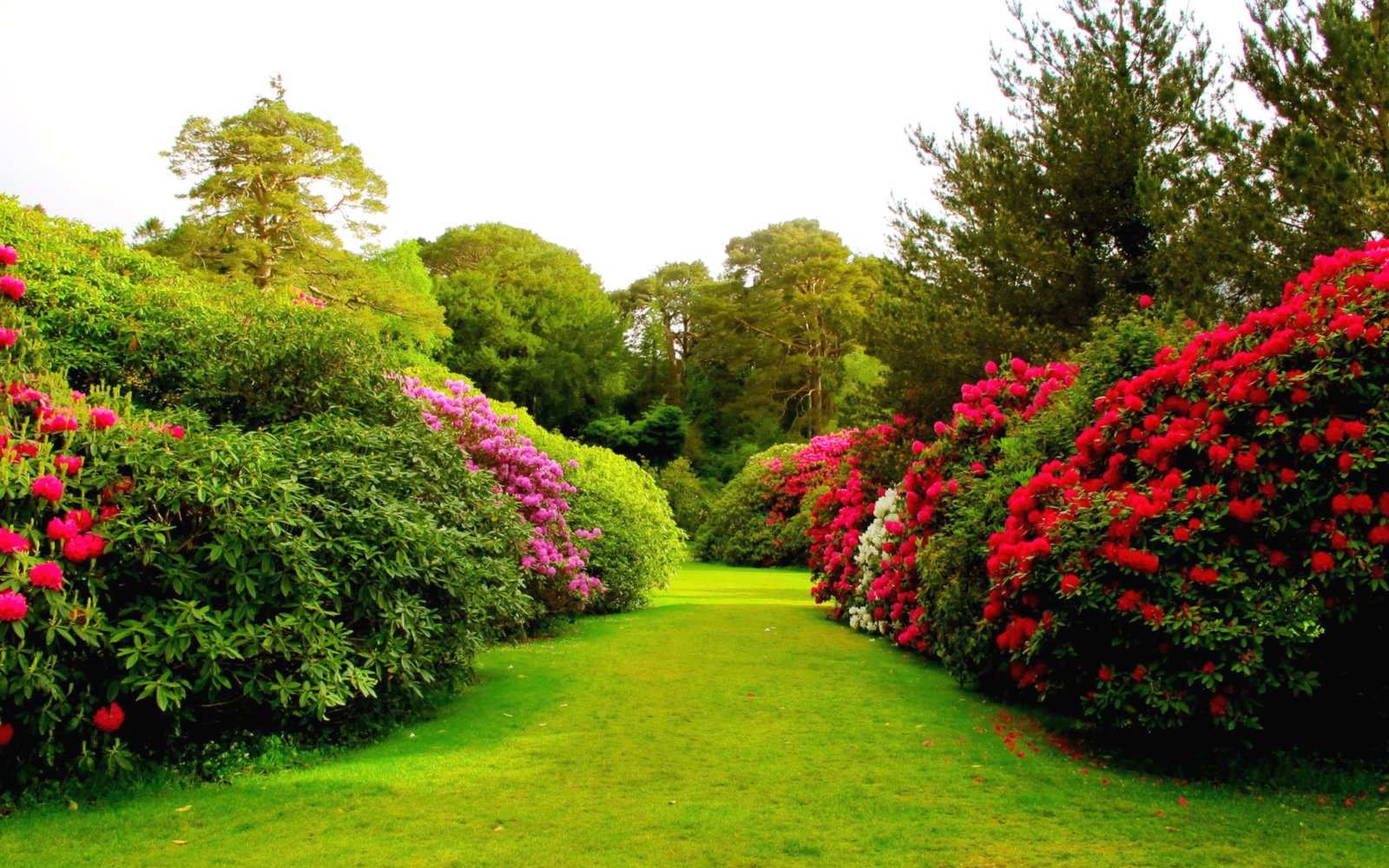 Sunday rose-red-pink-white-.jpg