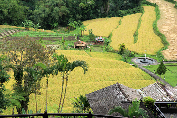 Ubud_106.jpg